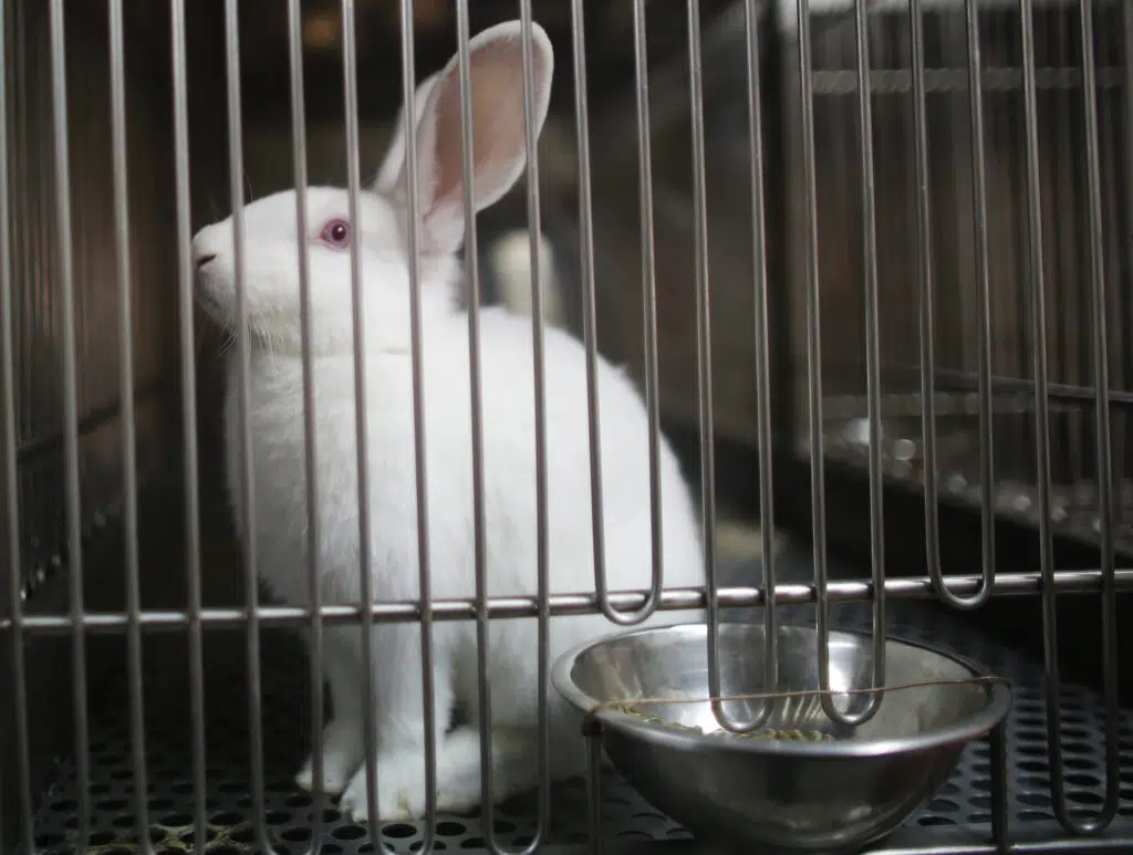 cruelty-free-cosmetics