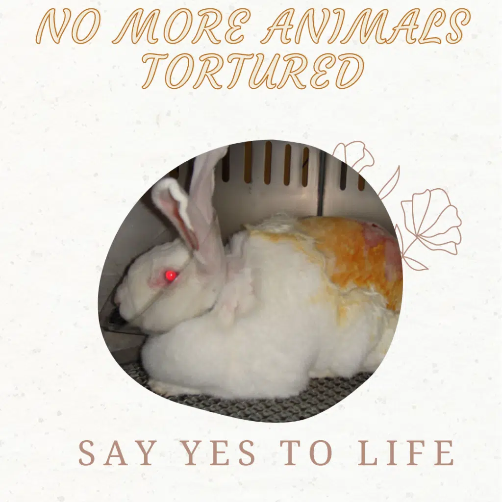 cruelty-free-cosmetics
