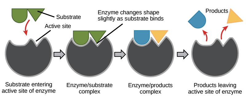 fruit-enzymes-work