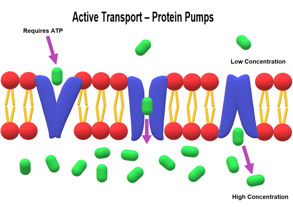 skin-absoption-active-transport