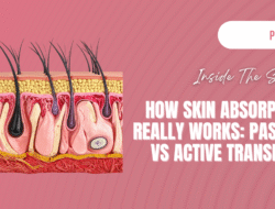 skin-absoption-hero