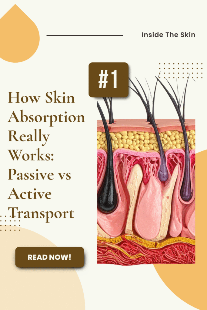 skin-absoption-pin
