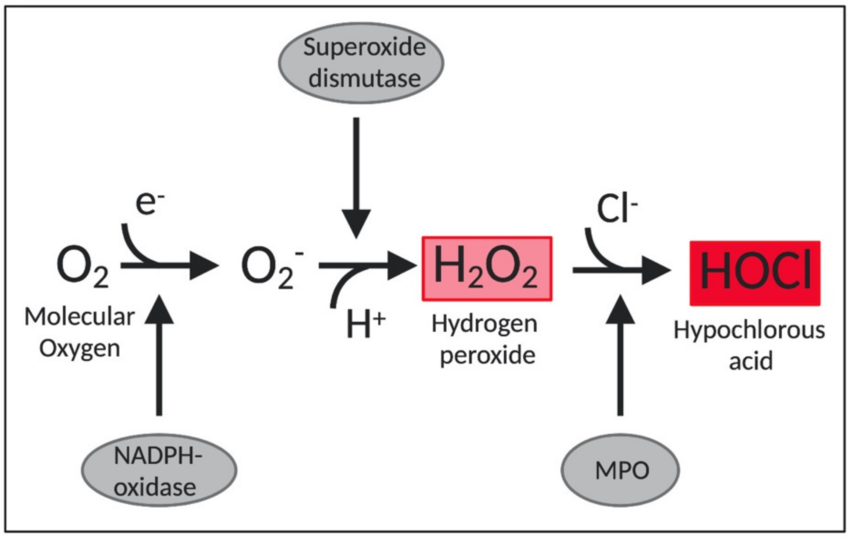 hypochlorous-acid