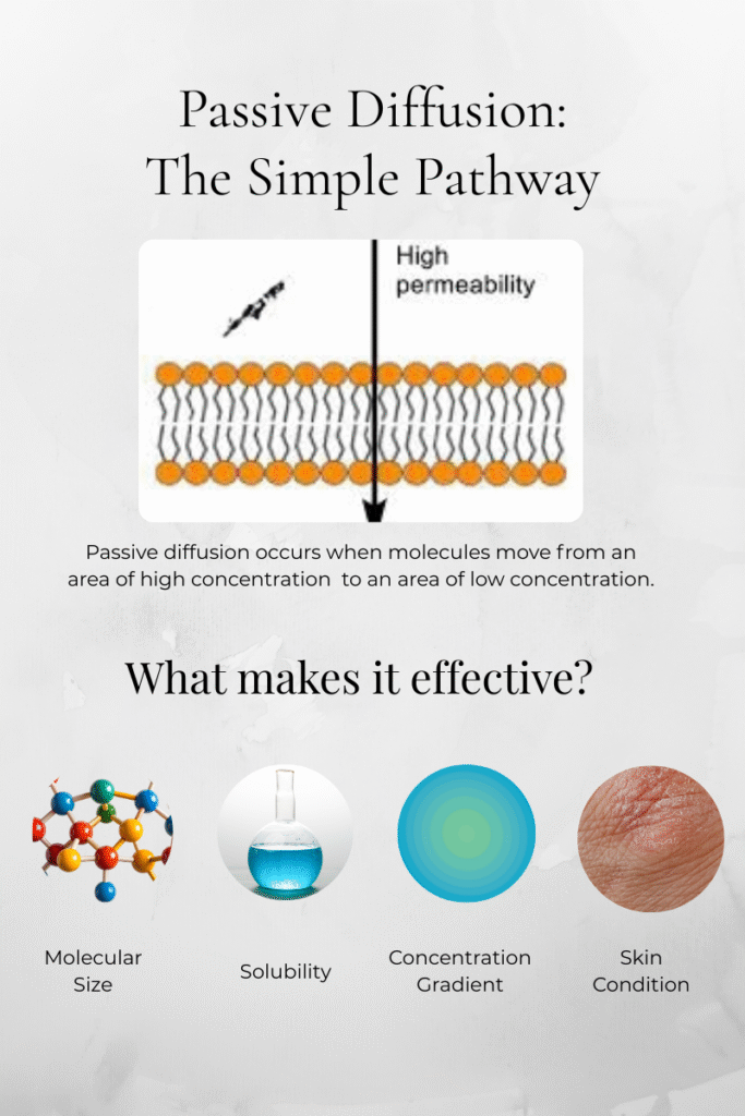 Formulation Type
The way a product is made impacts how well its active ingredients can penetrate.
•	Creams and lotions: Moderate penetration; good for delivering hydration and surface actives.
•	Serums: Often water-based with smaller molecules for deeper penetration.
•	Oils: Help carry lipophilic ingredients deeper into the skin.
•	Gels: Can be good for delivering water-soluble actives.
4. Delivery Systems
Modern cosmetic science uses special carriers to improve penetration:
•	Liposomes: Tiny bubbles made from lipids that encase actives and merge with skin lipids.
•	Nanoparticles: Extremely small particles that can travel deeper into the skin layers.
•	Microemulsions: Mixtures that enhance solubility and delivery of both hydrophilic and lipophilic ingredients.
These technologies help protect delicate ingredients and push them through the skin’s defenses.
5. Condition of the Skin
Healthy, hydrated skin allows for better (but controlled) penetration. In contrast:
•	Dry, cracked, or compromised skin can allow substances to penetrate more deeply — which can be dangerous if irritants or allergens are involved.
•	Inflamed skin (like in eczema or psoriasis) can be much more permeable.Techniques That Enhance Skin Penetration
Some skincare techniques and habits can significantly boost how well your products work.
1. Exfoliation
Removing dead skin cells from the surface helps active ingredients reach the fresher layers below. Chemical exfoliants (like AHAs and BHAs) are especially good at prepping the skin for better absorption.
2. Occlusion
Applying a barrier (like a moisturizer, face oil, or mask) over active ingredients can trap them against the skin, preventing evaporation and encouraging deeper penetration.
3. Microneedling
A professional or at-home procedure that uses tiny needles to create microchannels in the skin, allowing actives to reach the dermis more directly.
Note: This should be done carefully and with appropriate products designed for post-needling application.
4. Penetration Enhancers
Some ingredients naturally boost skin permeability:
•	Ethanol: Helps dissolve lipids in the stratum corneum.
•	Fatty acids: Like oleic acid, which disrupt the skin barrier slightly to allow better penetration.
•	Surfactants: Can alter skin lipid structure (though often with irritation risk).
Cosmetic formulators carefully balance these ingredients to maximize benefits while minimizing harm.The Limits of Cosmetic Penetration
Despite all the technologies and techniques available, there are intentional limits on how deeply cosmetics penetrate.
•	Safety First: Deep skin penetration or bloodstream absorption could lead to systemic side effects — something cosmetic regulation aims to avoid.
•	Regulatory Boundaries: Products that affect biological functions beyond the epidermis could be classified as drugs, not cosmetics, requiring extensive (and expensive) testing.
•	Target Action: Many beneficial skincare actions (hydration, antioxidant protection, barrier support) only need to happen within the upper layers of the skin to be effective.
passive-transport