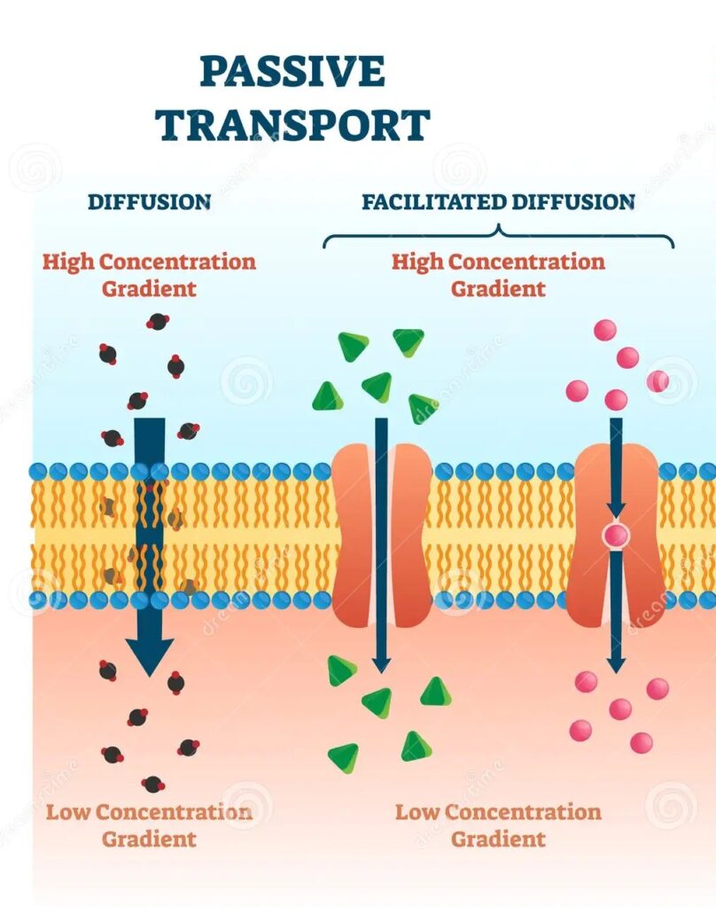 skin-absoption-passive-transport
