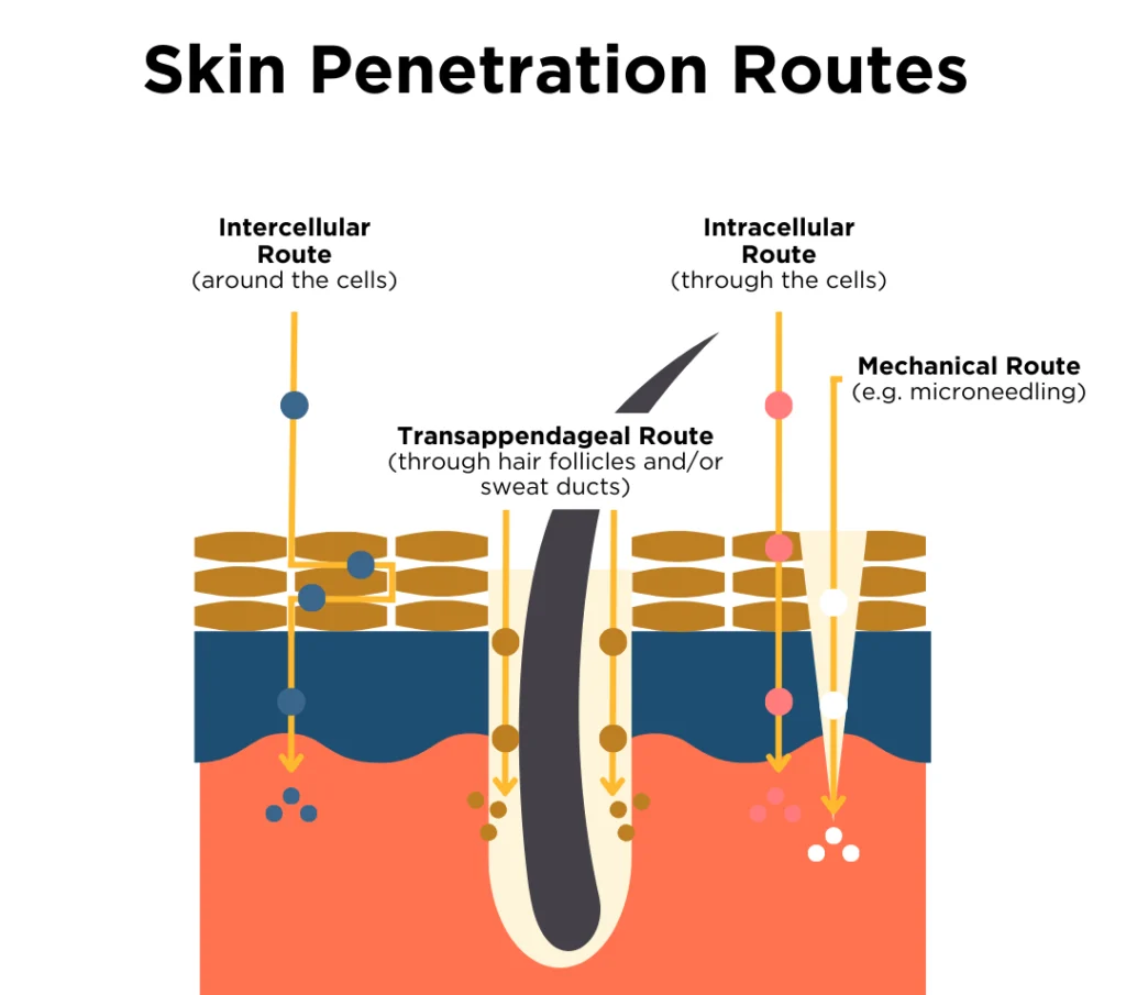 skin-absoption-skin-penetration