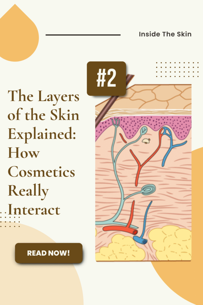 layers-of-the-skin