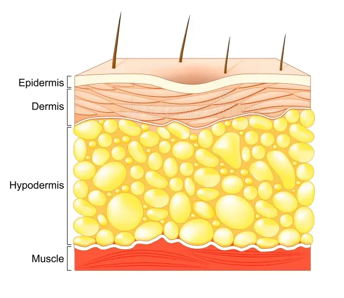 layers-of-the-skin