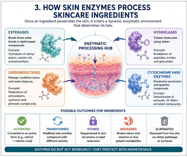 Infographic showing how skin enzymes process skincare ingredients with a central Enzymatic Processing Hub and four enzyme types around it (esters, oxidoreductases, hydrolases, cytochrome P450 enzymes) and outcome icons (activated, transformed, stored, degraded, eliminated).