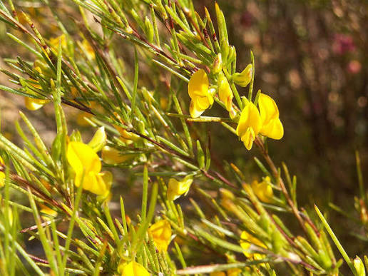 Yellow gorse flowers on a spindly green shrub in bright sunlight